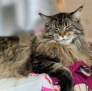 Hi! I'm Wolfie. What's your name?